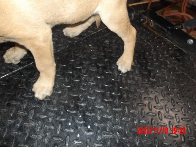 Enlarge Expresso., a Adoptable Mixed Breed in Hobbs, NM image 5/6