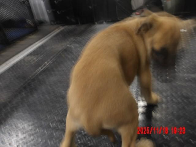 Enlarge Expresso., a Adoptable Mixed Breed in Hobbs, NM image 6/6