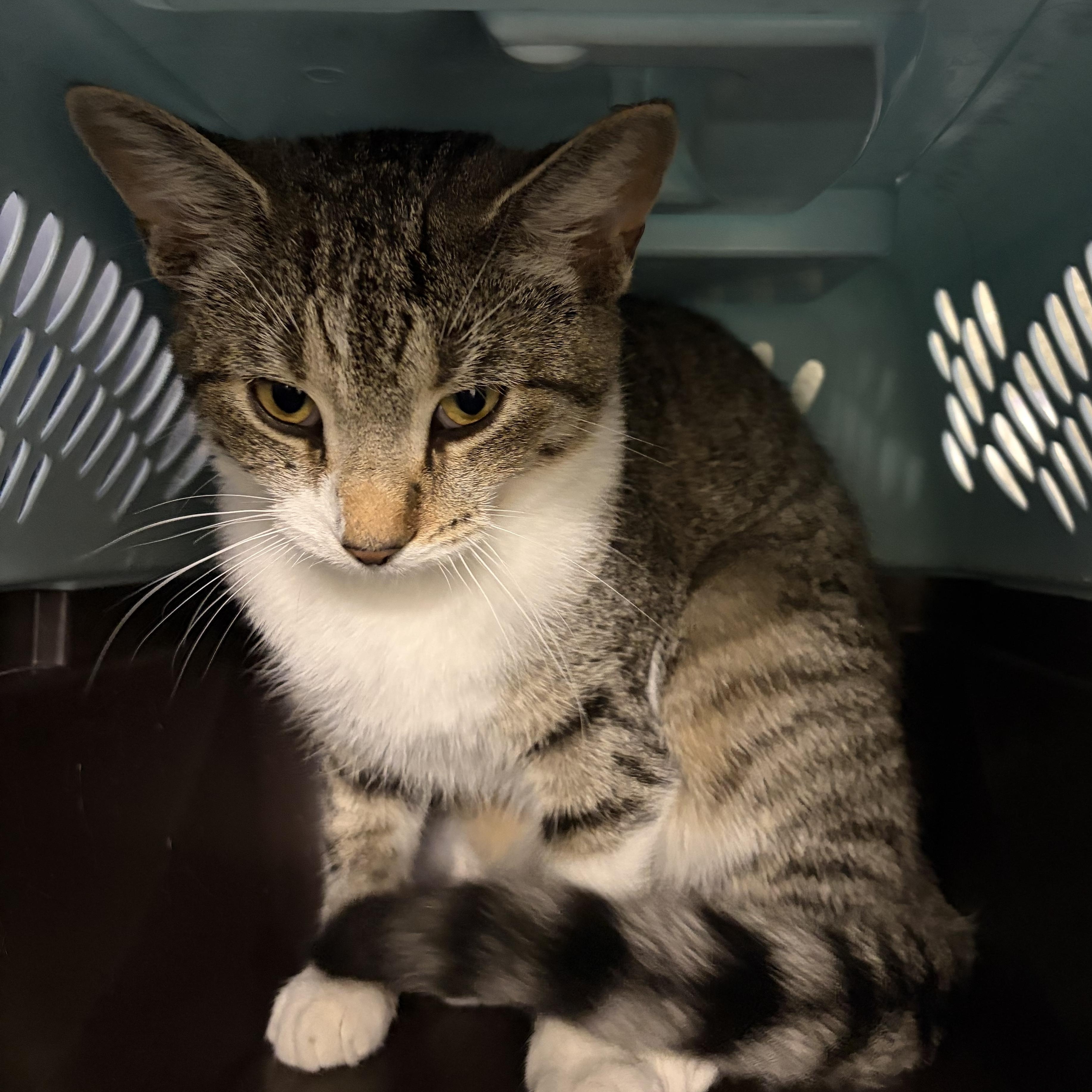 Smitten, Adoptable, Young Female Domestic Short Hair.
