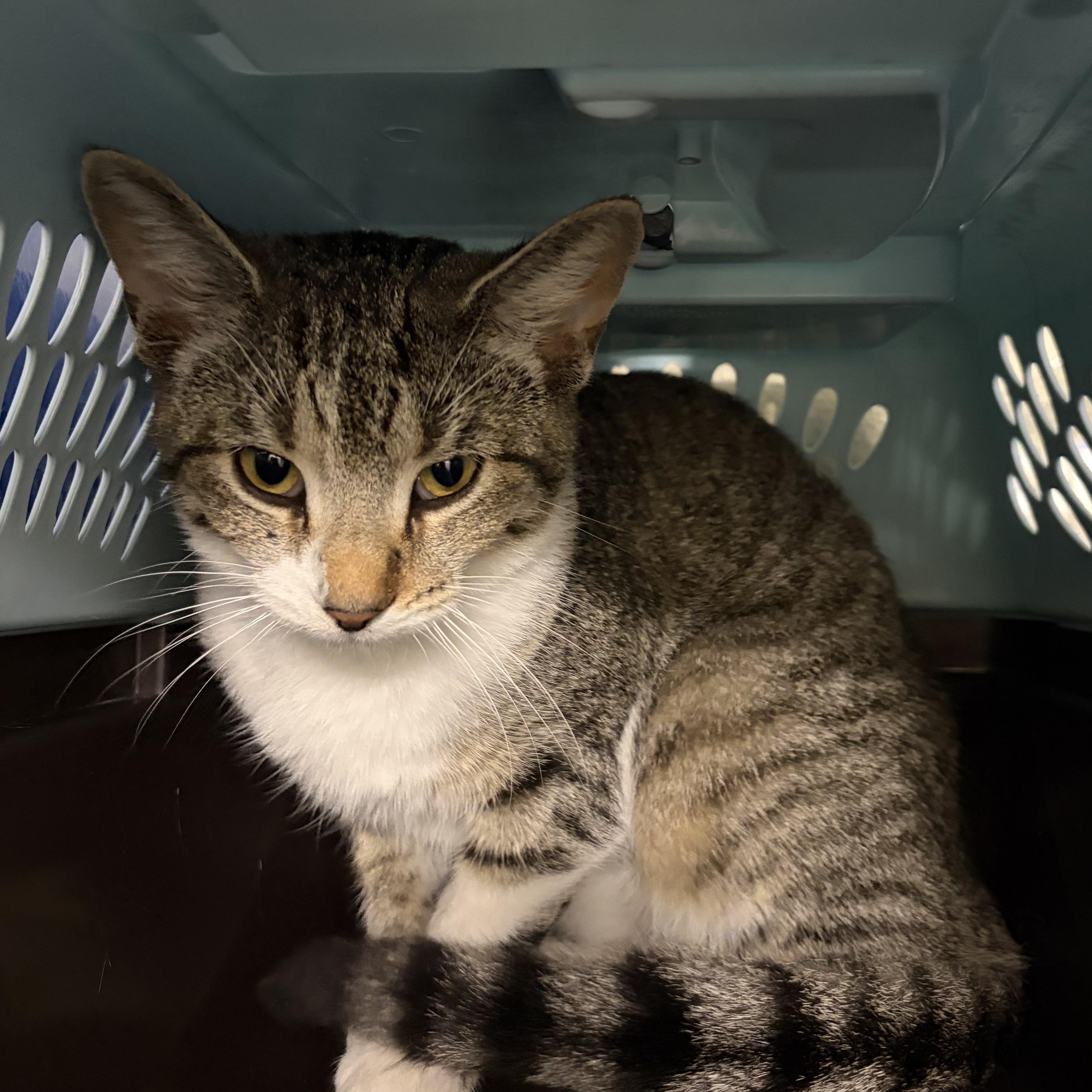 Enlarge Smitten, a Adoptable Domestic Short Hair in Caledon, ON image 2/2