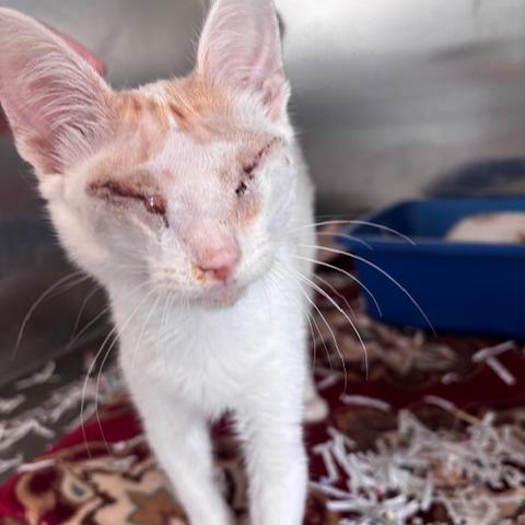 Enlarge Bean (26-9374), a Adoptable Domestic Short Hair in Fort Smith, AR image 1/2