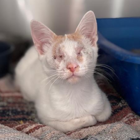 Enlarge Bean (26-9374), a Adoptable Domestic Short Hair in Fort Smith, AR image 2/2