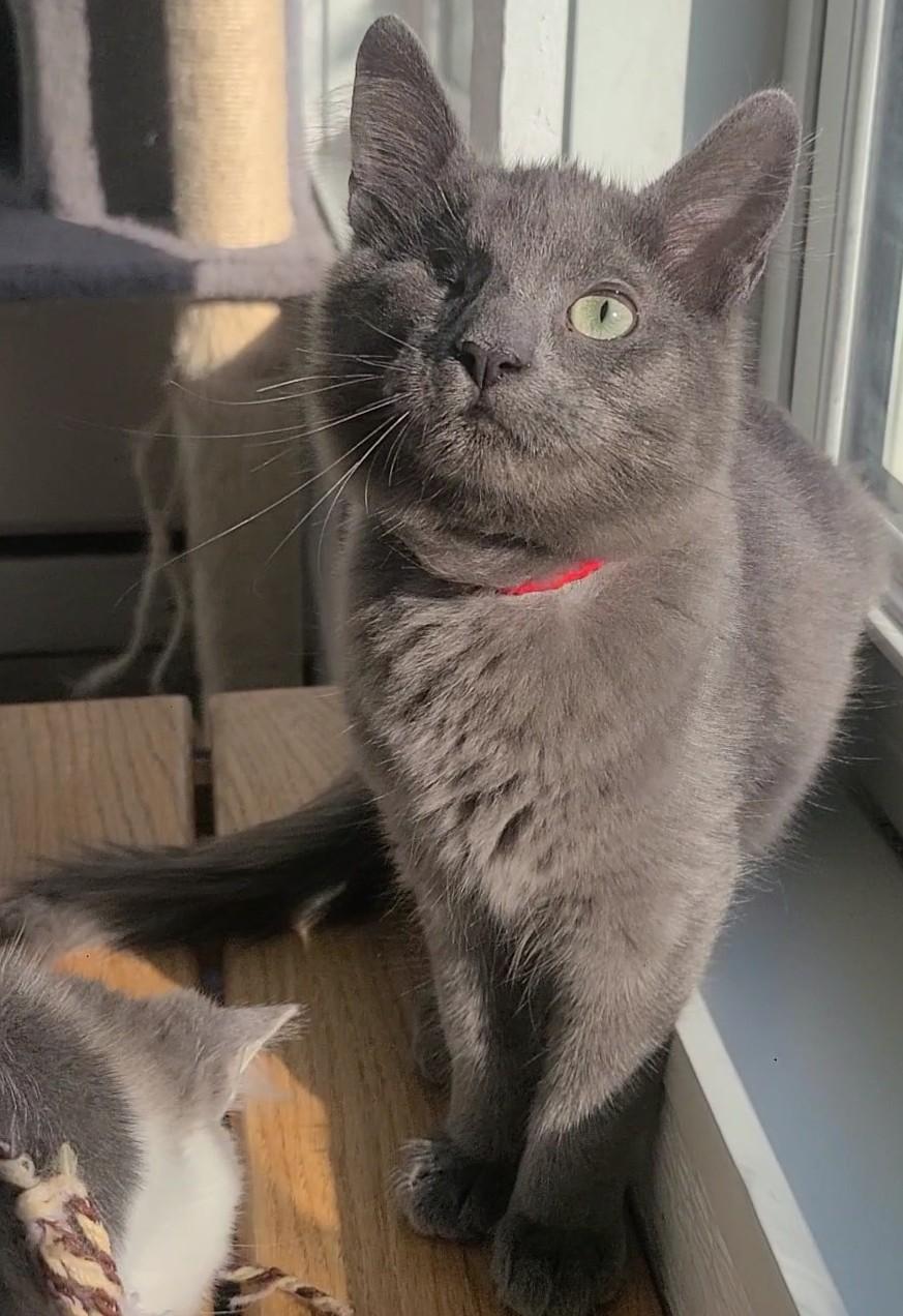 Gray, ADOPTABLE, Young Male Domestic Short Hair.