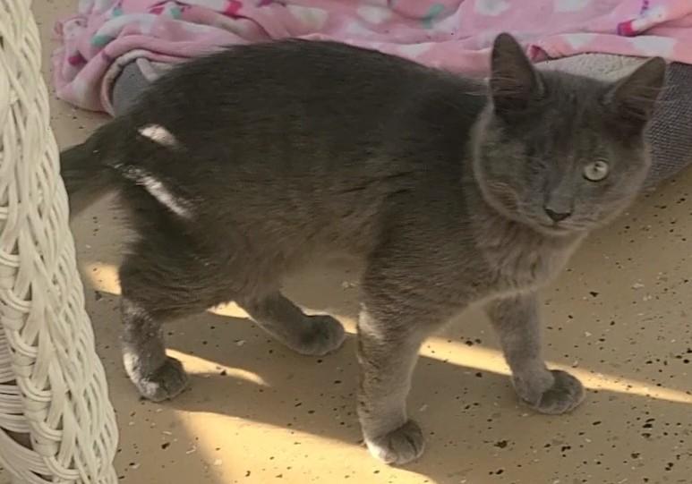 Gray, a ADOPTABLE Domestic Short Hair in Elizabeth, IL image 2/2