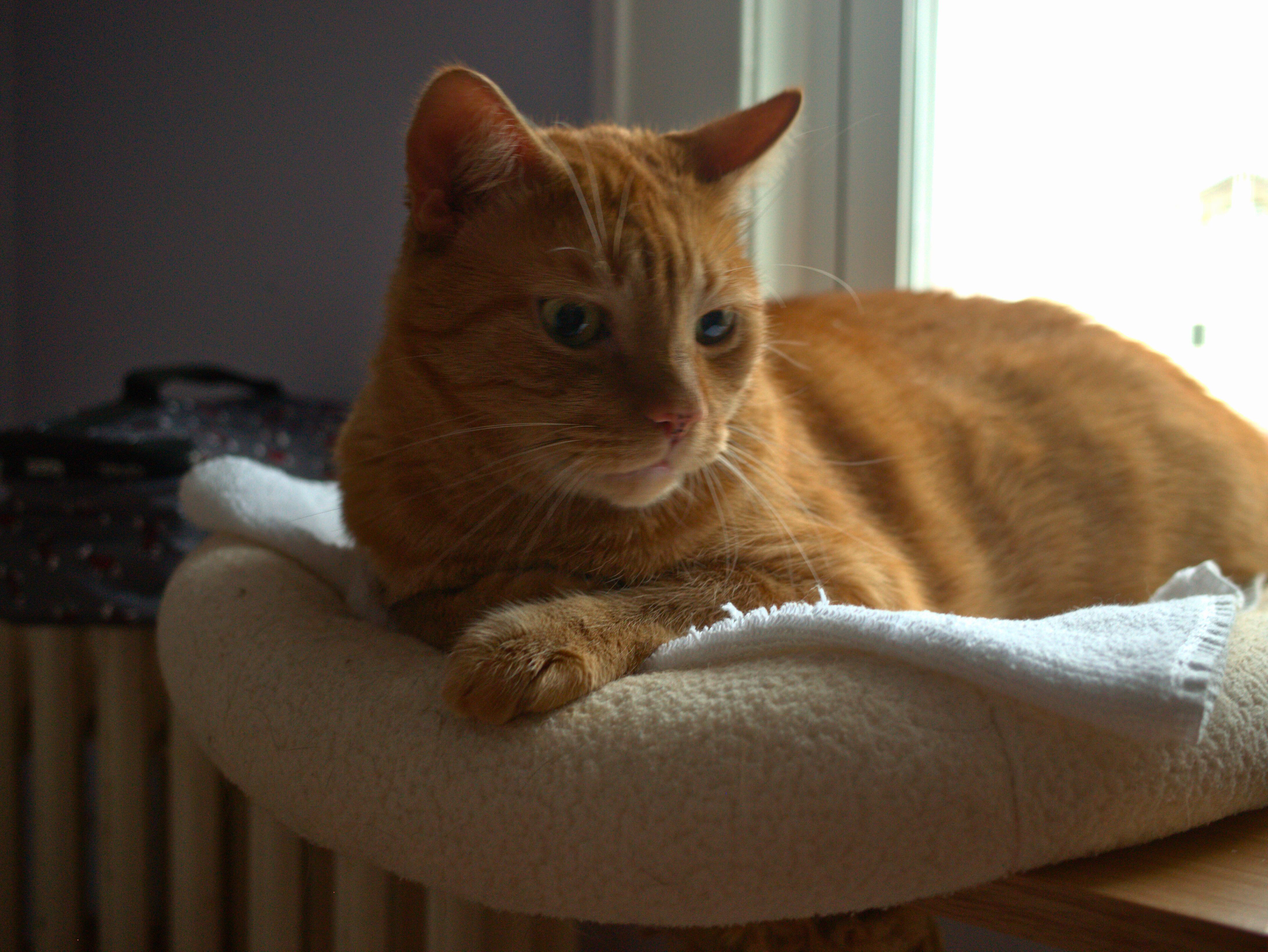Enlarge Bimbi, a Adoptable Tabby in Kew Gardens, NY image 1/3