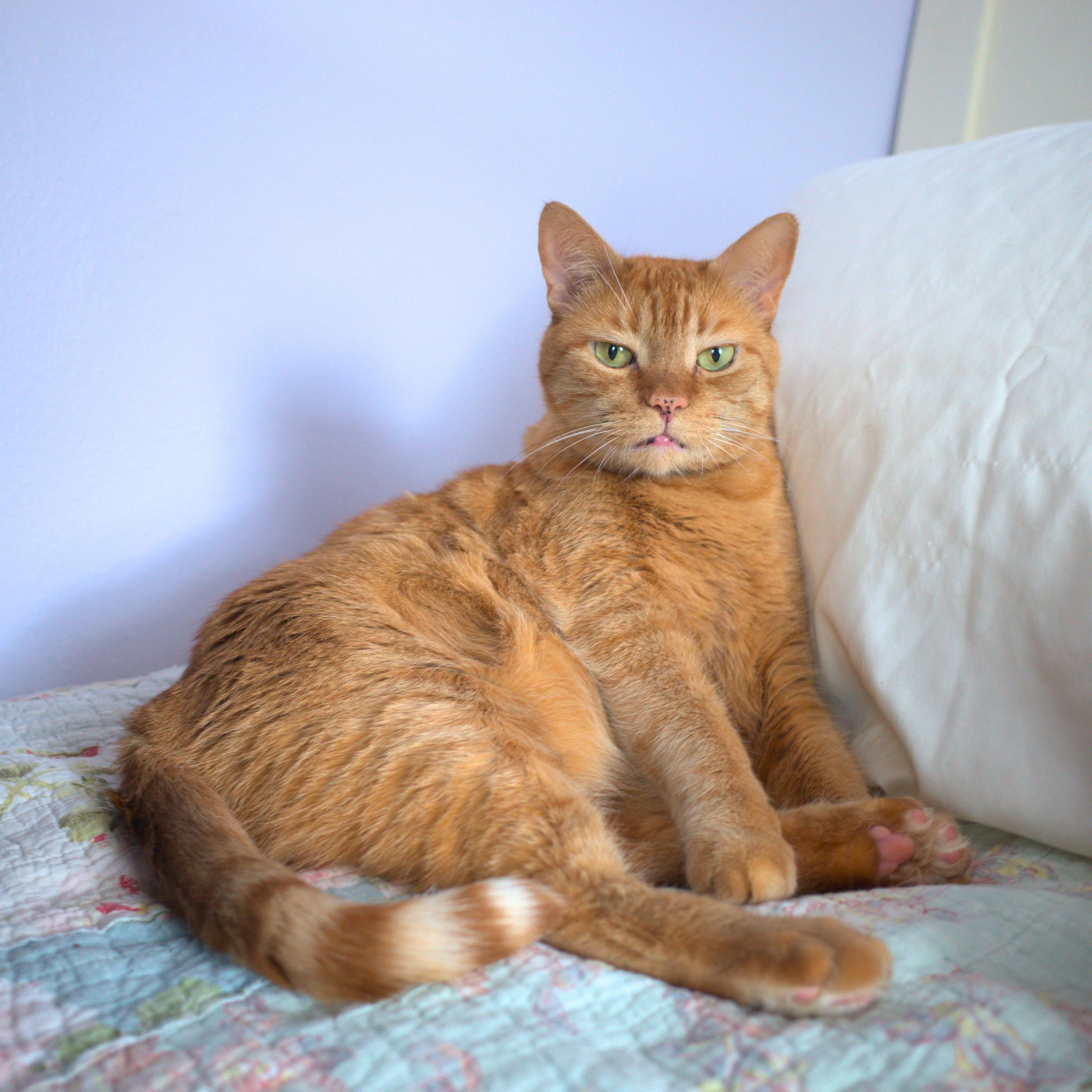 Bimbi, Adoptable, Adult Female Tabby.