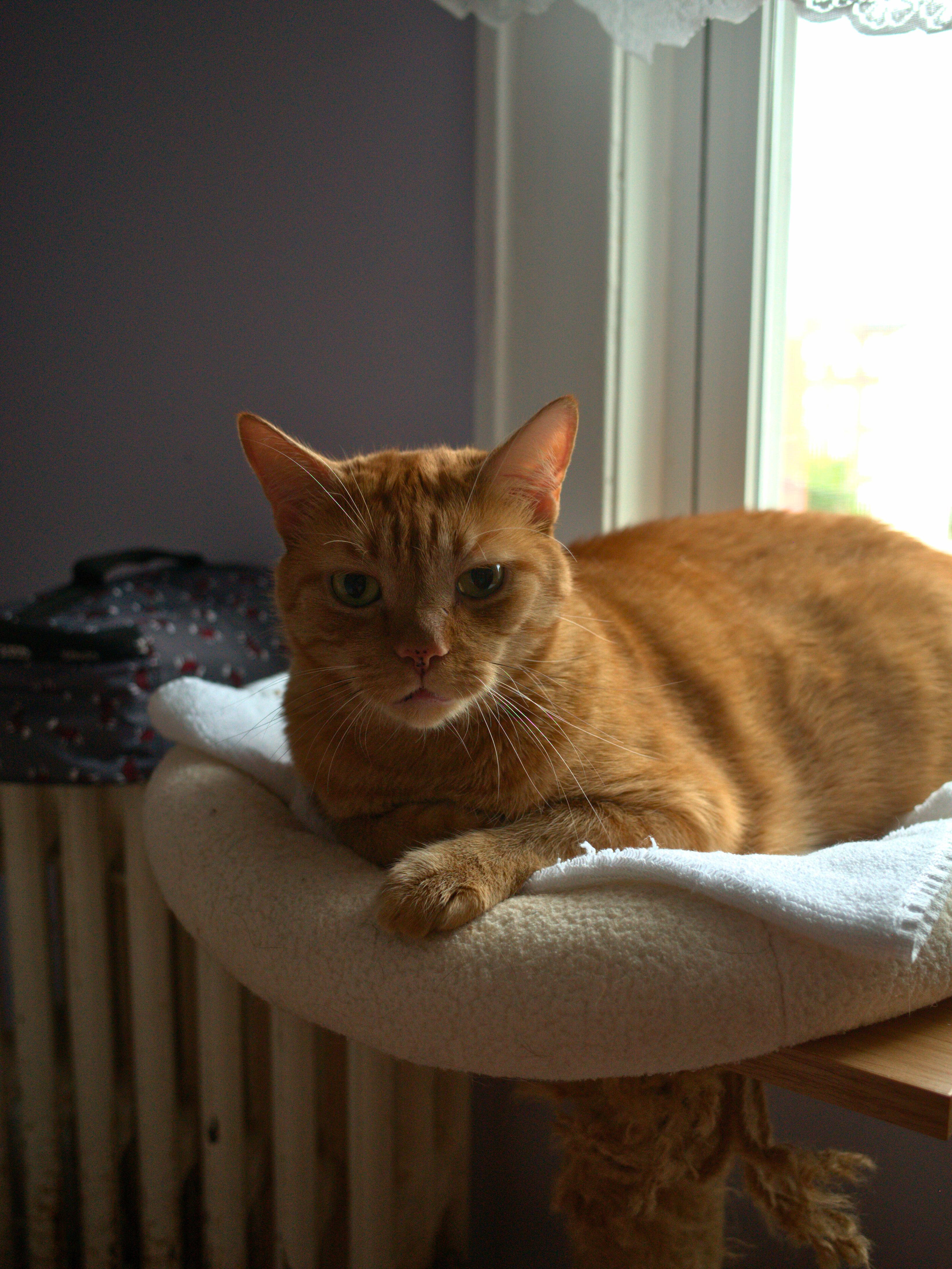 Enlarge Bimbi, a Adoptable Tabby in Kew Gardens, NY image 2/3