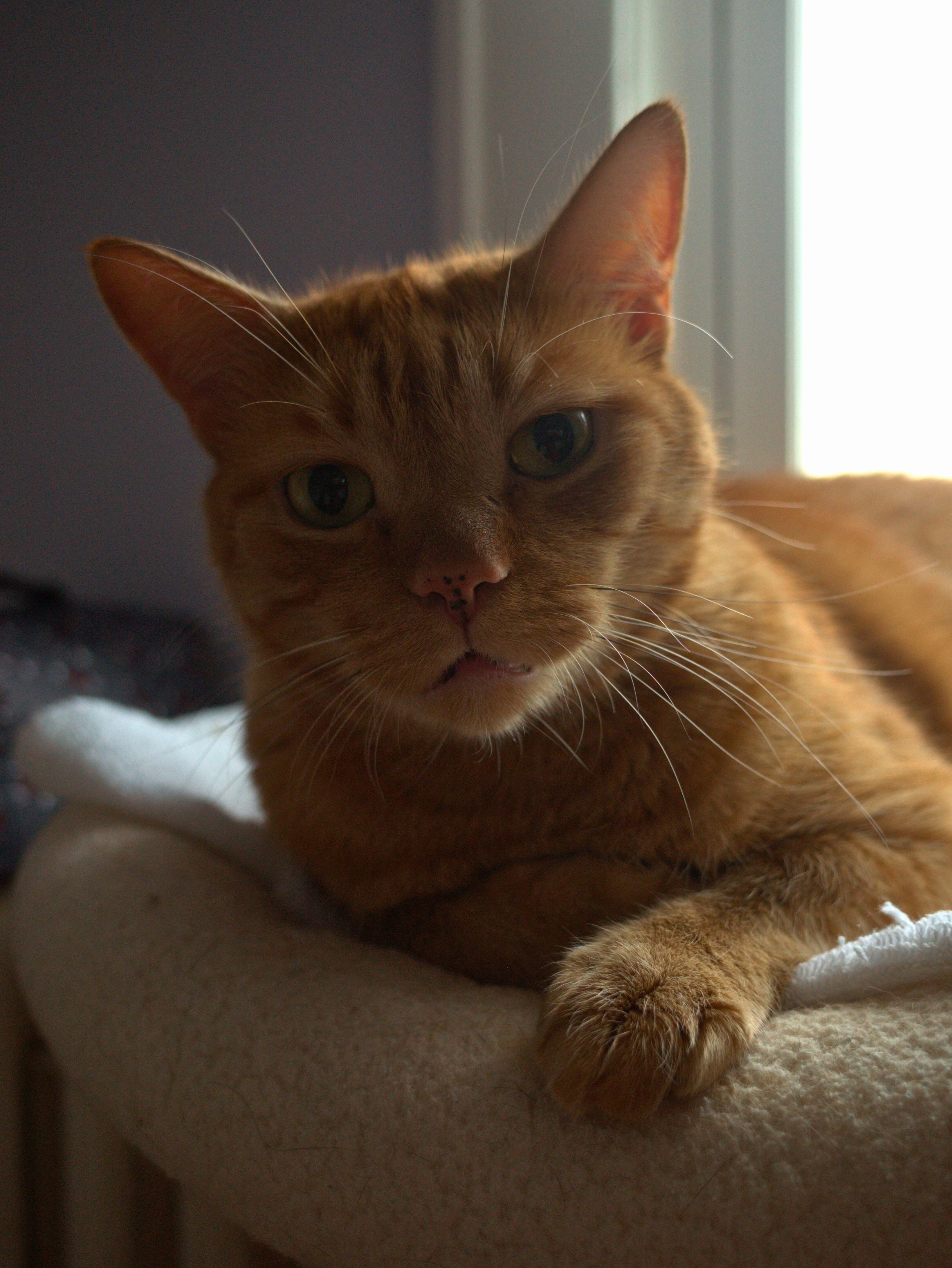 Enlarge Bimbi, a Adoptable Tabby in Kew Gardens, NY image 3/3