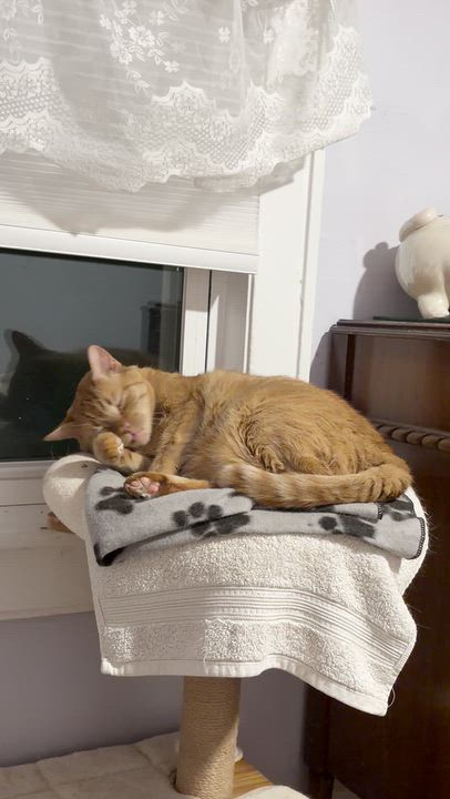 Enlarge Bimbi, a Adoptable Tabby in Kew Gardens, NY video 2/5