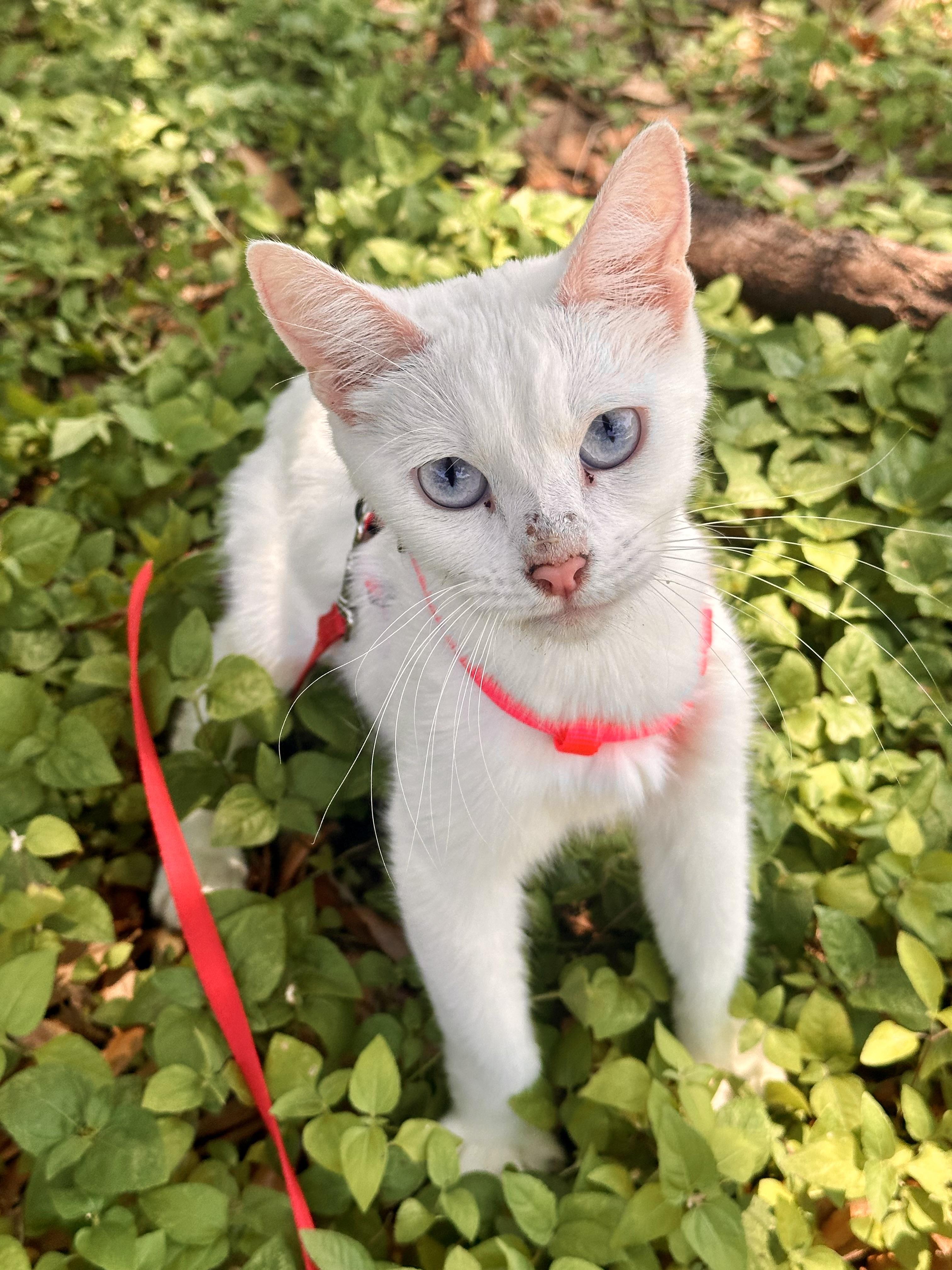 Enlarge Abacus, a Adopted Domestic Short Hair in kirby, TX image 1/1