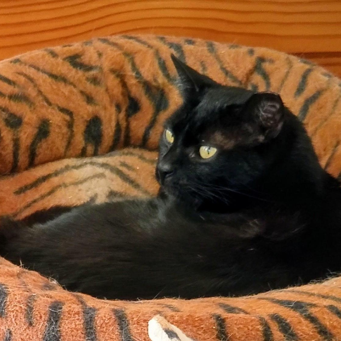 Enlarge Munchkin, a ADOPTABLE Domestic Short Hair in New Port Richey, FL image 3/3