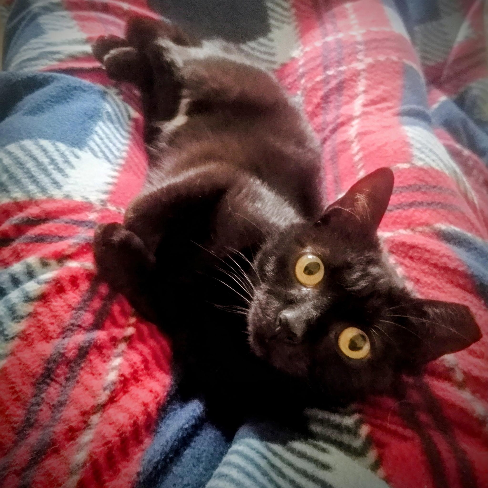 Munchkin, ADOPTABLE, Adult Male Domestic Short Hair.