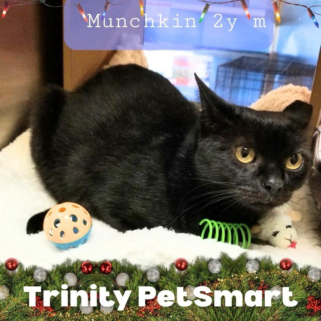 Munchkin, ADOPTABLE, Adult Male Domestic Short Hair.
