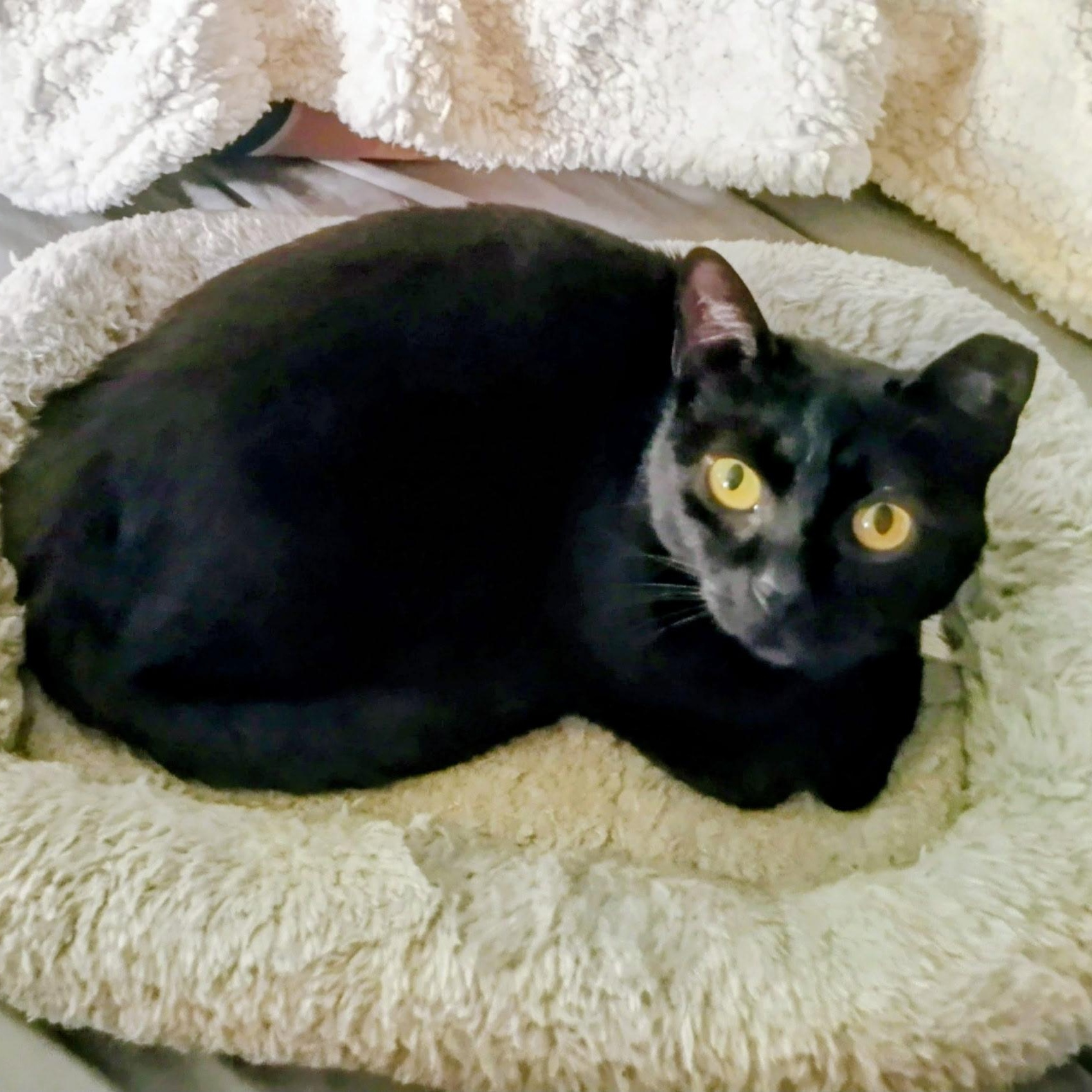 Enlarge Munchkin, a ADOPTABLE Domestic Short Hair in New Port Richey, FL image 2/3