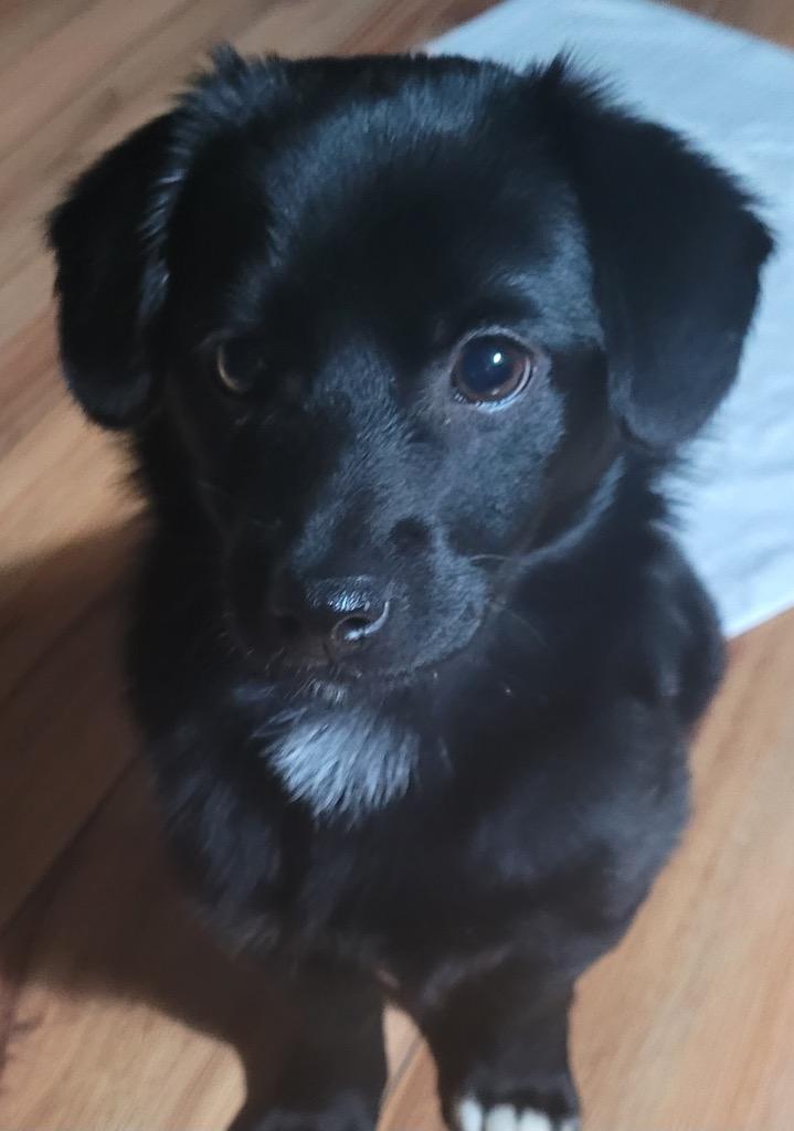 SKITTLE, Adopted, Adult Female Terrier.