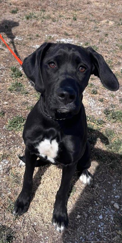 Boom, Adoptable, Young Female Labrador Retriever & Mixed Breed.