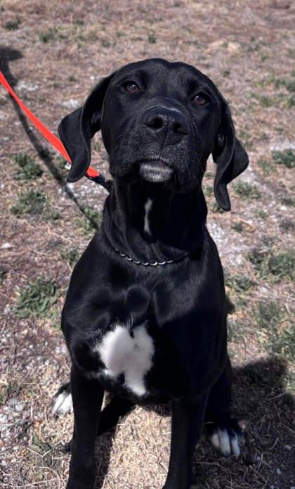 Boom, a Adoptable mixed breed in McCook, NE image 2/3