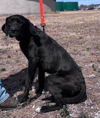 Boom, a Adoptable mixed breed in McCook, NE image 3/3