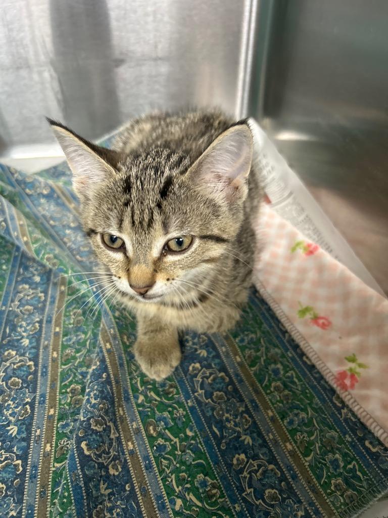 Enlarge Snugglebutt, an adopted mixed breed in Bryan, OH image 1/1