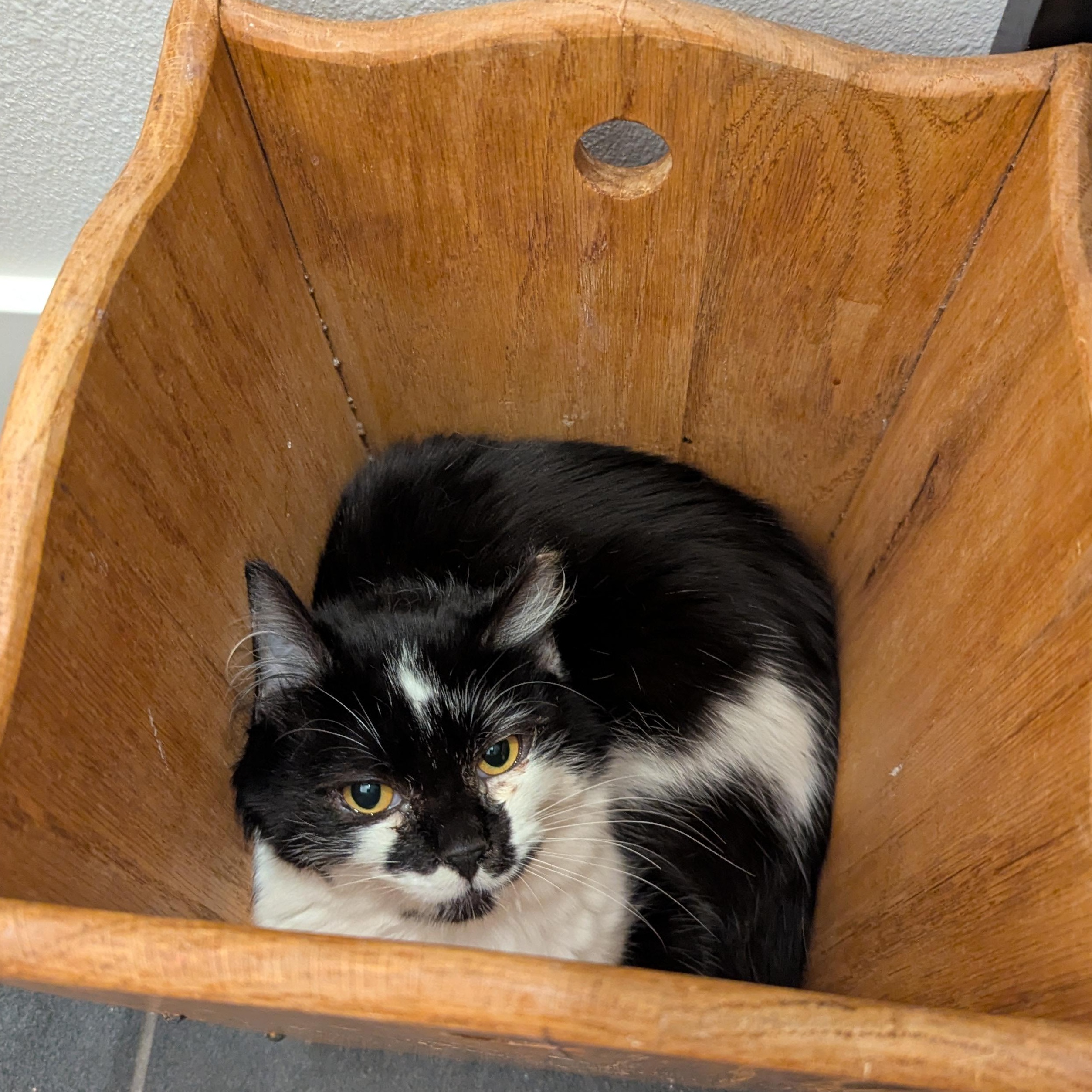 Shortcake, a ADOPTABLE mixed breed in West Richland, WA image 3/4