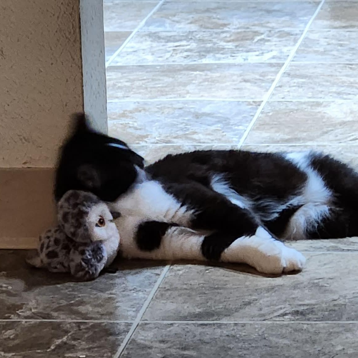 Enlarge Shortcake, an adoptable mixed breed in West Richland, WA image 4/6