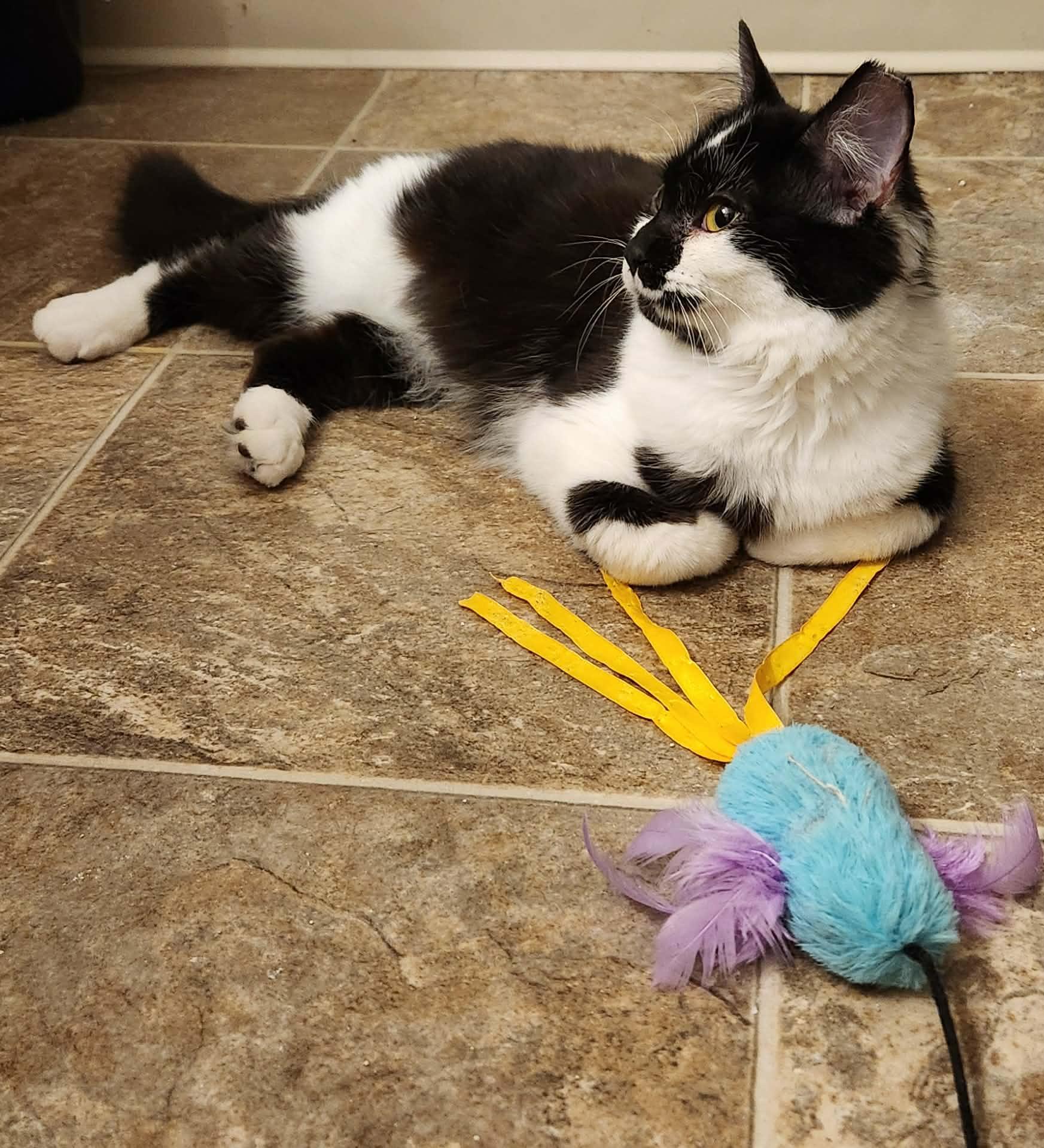 Shortcake, adoptable, Kitten Female Domestic Short Hair.