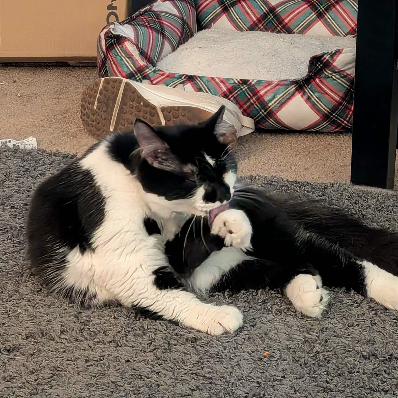 Enlarge Shortcake, an adoptable mixed breed in West Richland, WA image 5/6