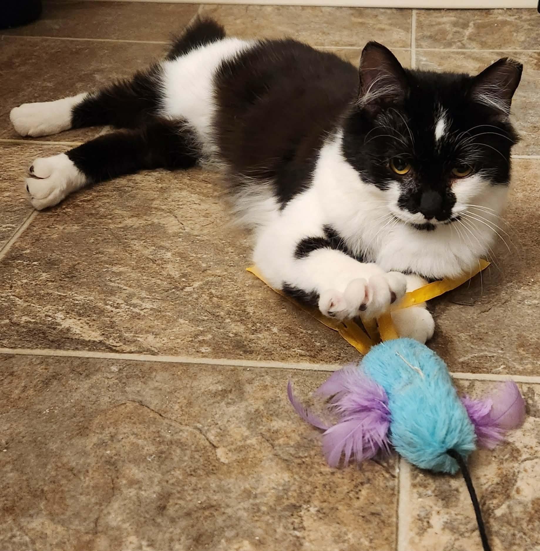 Shortcake, a ADOPTABLE mixed breed in West Richland, WA image 1/4