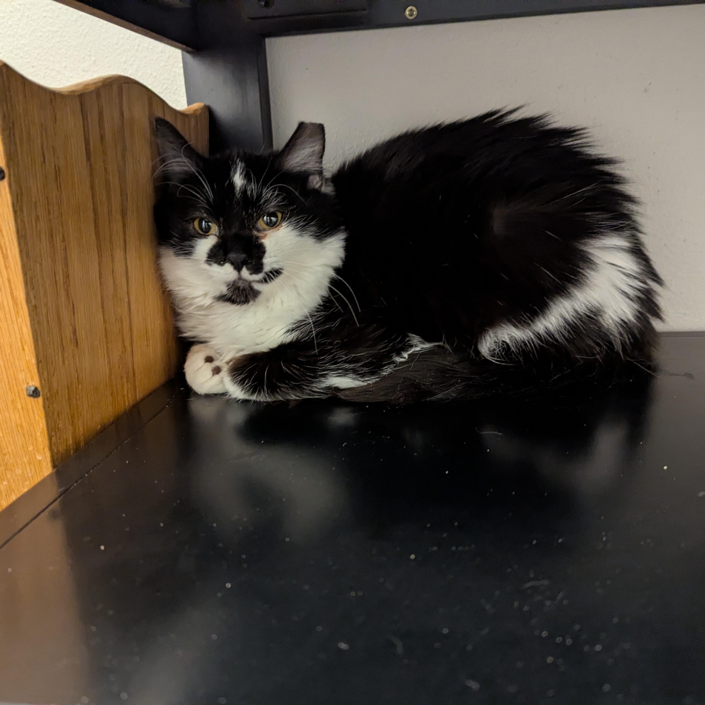 Shortcake, a ADOPTABLE mixed breed in West Richland, WA image 4/4