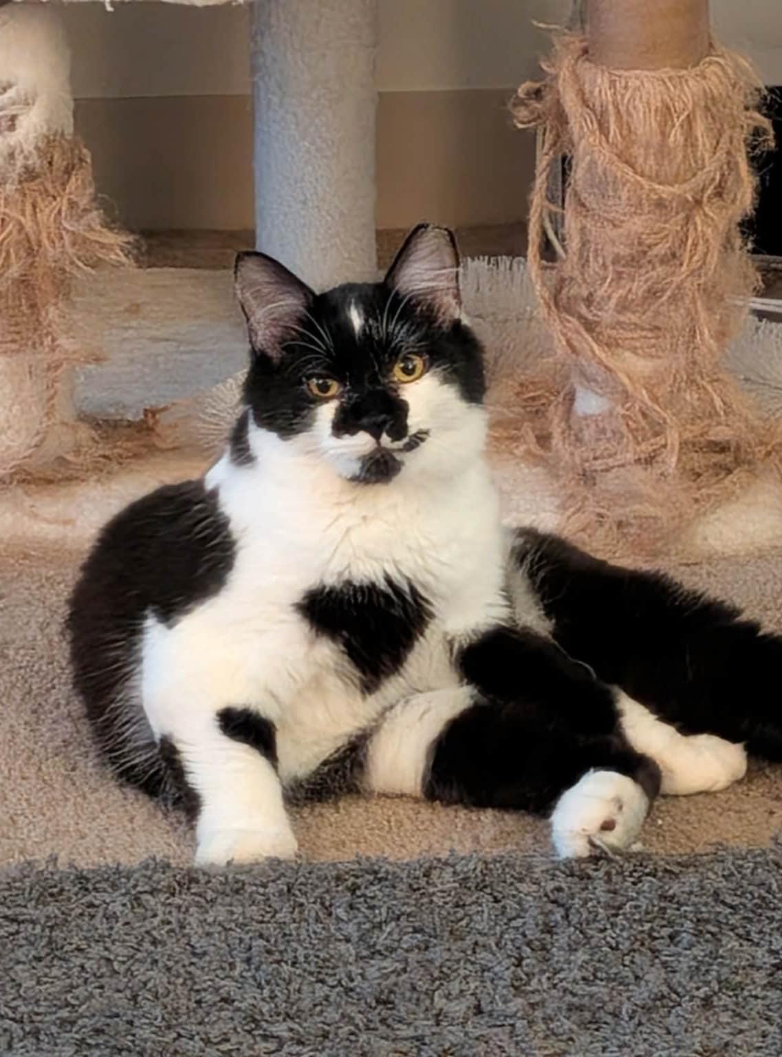 Enlarge Shortcake, an adoptable mixed breed in West Richland, WA image 2/6