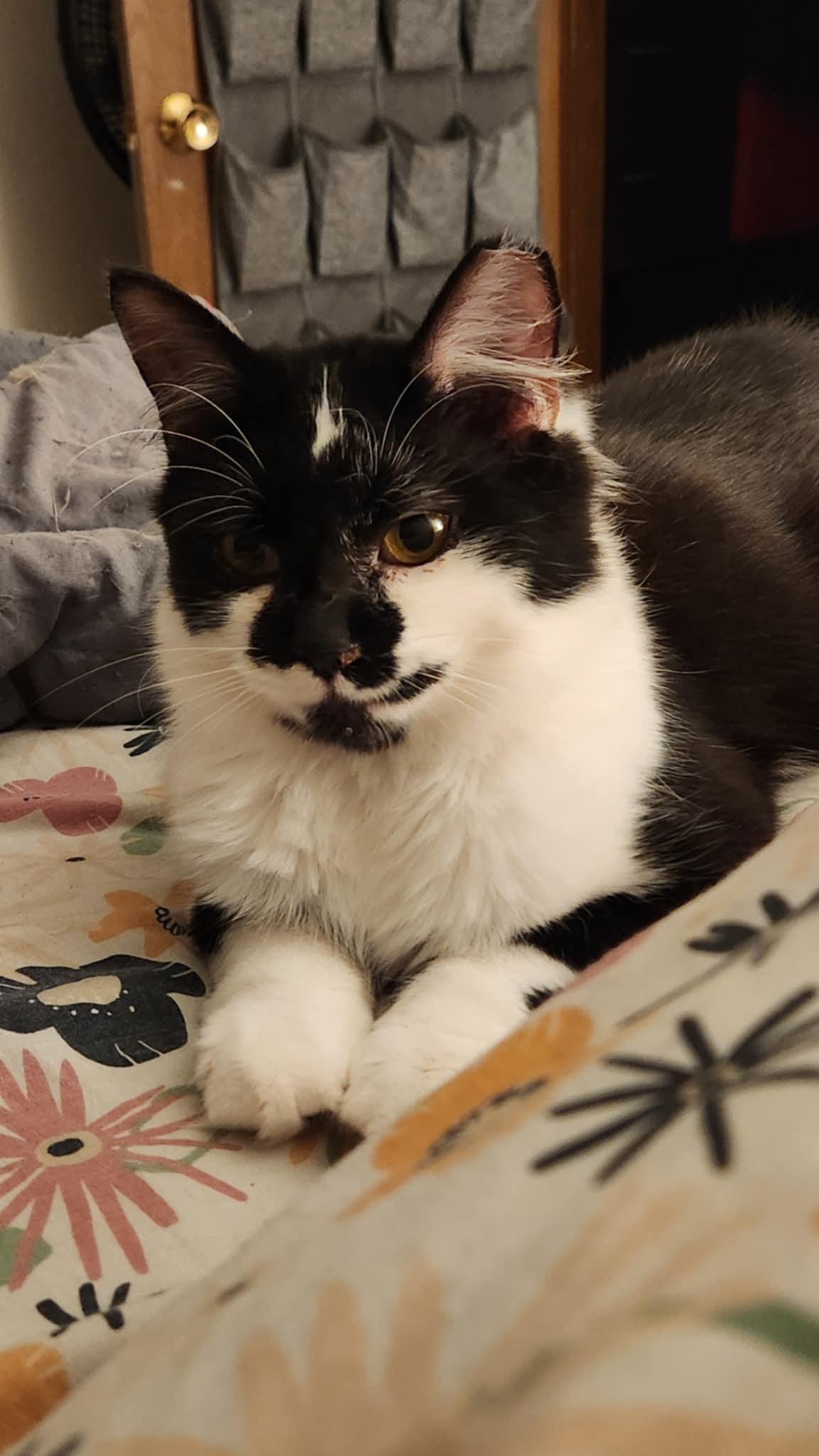 Enlarge Shortcake, an adoptable mixed breed in West Richland, WA image 3/6