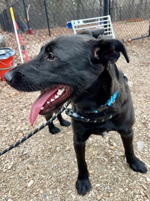Enlarge Jax, a ADOPTABLE mixed breed in Sudbury, MA image 5/5