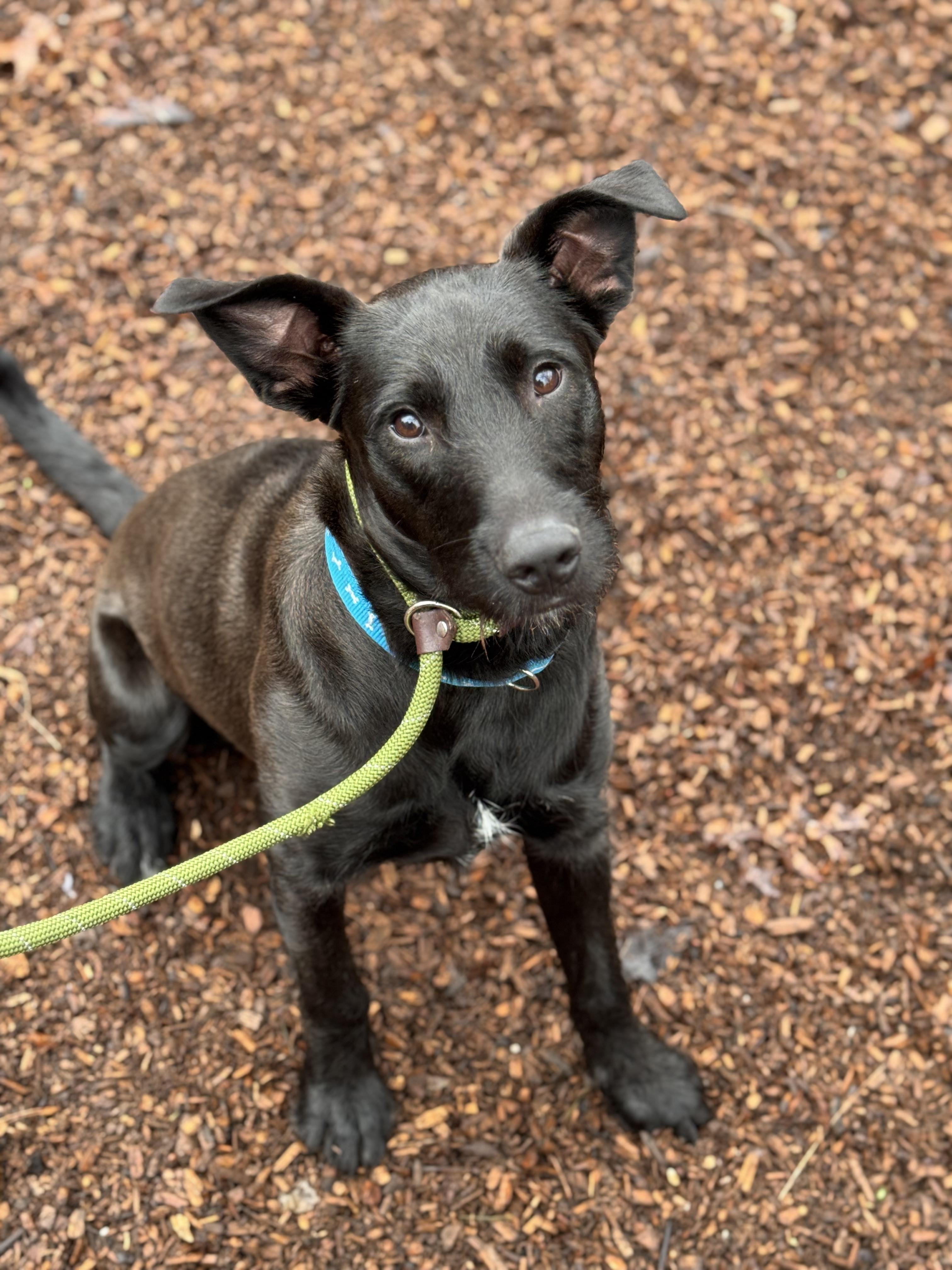 Enlarge Jax, a ADOPTABLE mixed breed in Sudbury, MA image 1/6