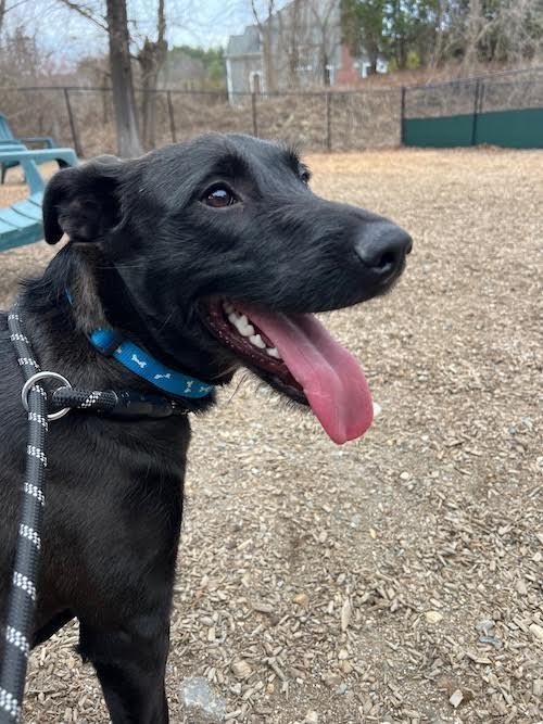 Enlarge Jax, a ADOPTABLE mixed breed in Sudbury, MA image 4/5
