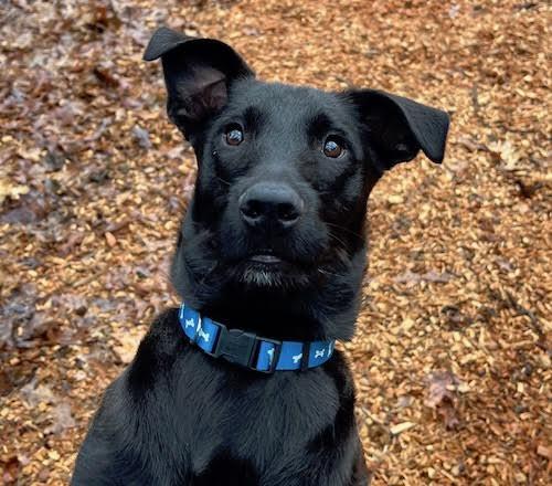 Enlarge Jax, a ADOPTABLE mixed breed in Sudbury, MA image 1/5