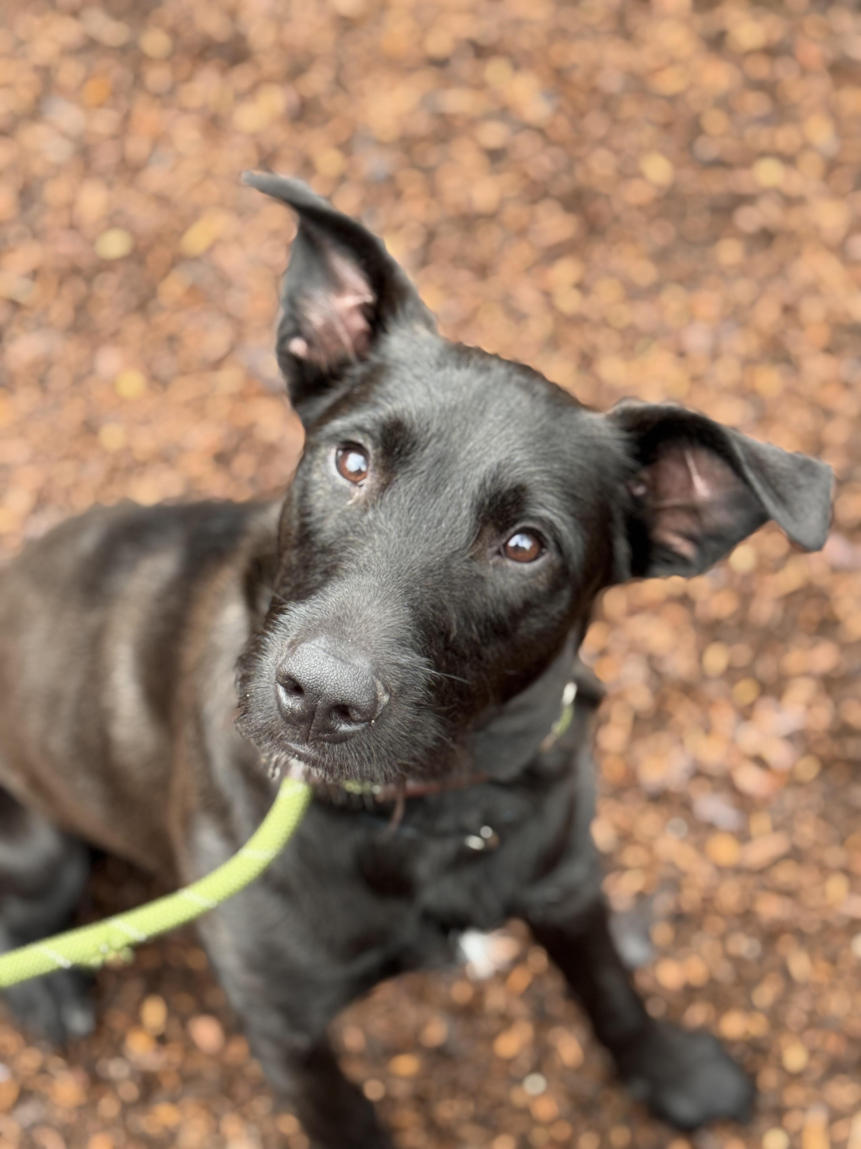 Enlarge Jax, a ADOPTABLE mixed breed in Sudbury, MA image 2/6