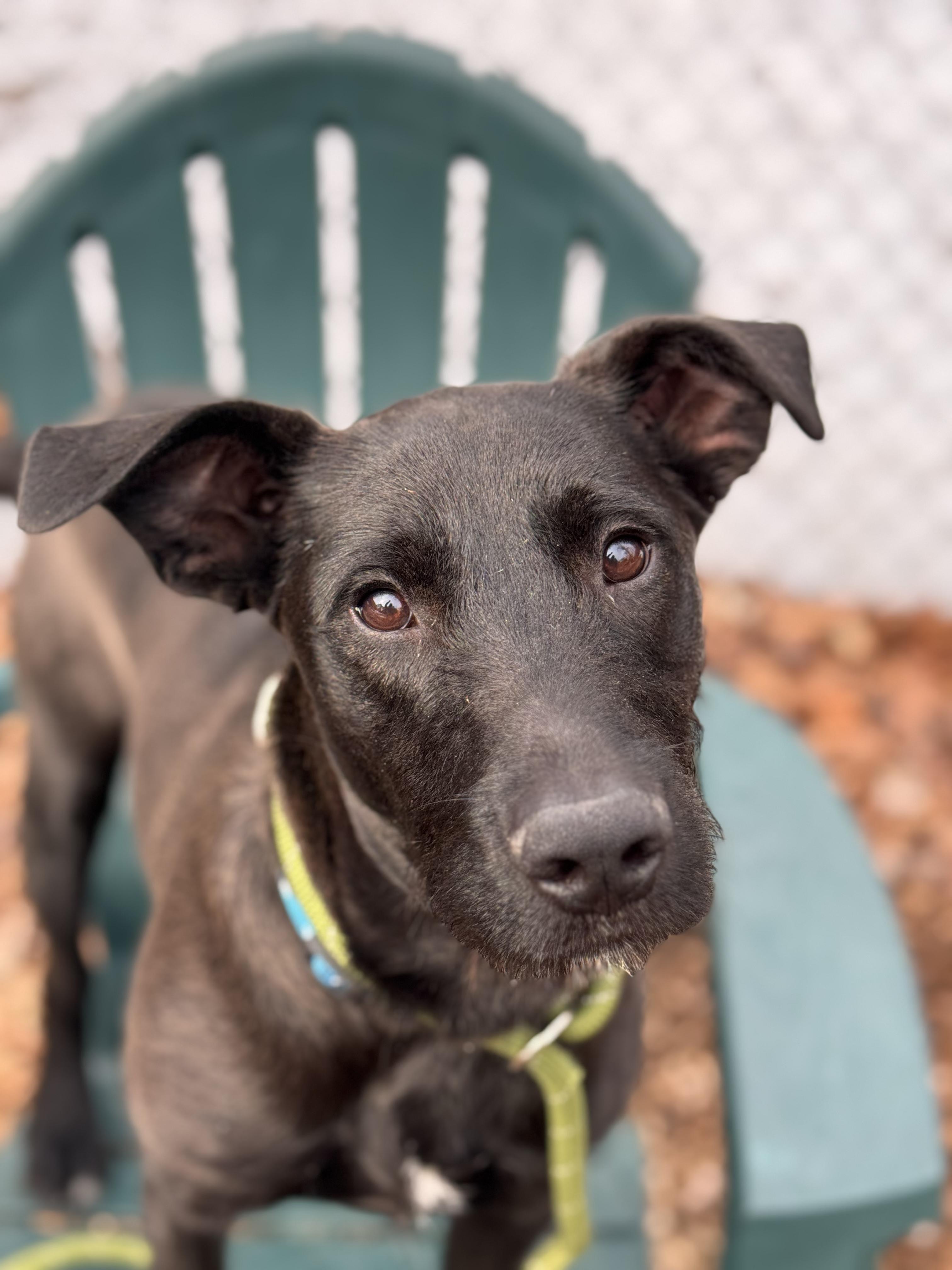Enlarge Jax, a ADOPTABLE mixed breed in Sudbury, MA image 2/5