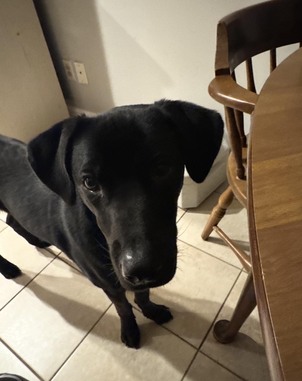 Brady, a Adoptable mixed breed in WARREN, RI image 1/3