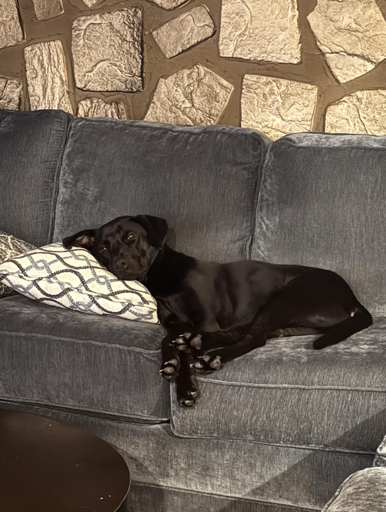 Brady, a Adoptable mixed breed in WARREN, RI image 2/3