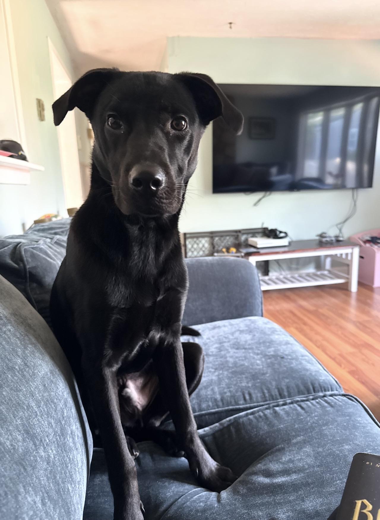 Brady, a Adoptable mixed breed in WARREN, RI image 3/3