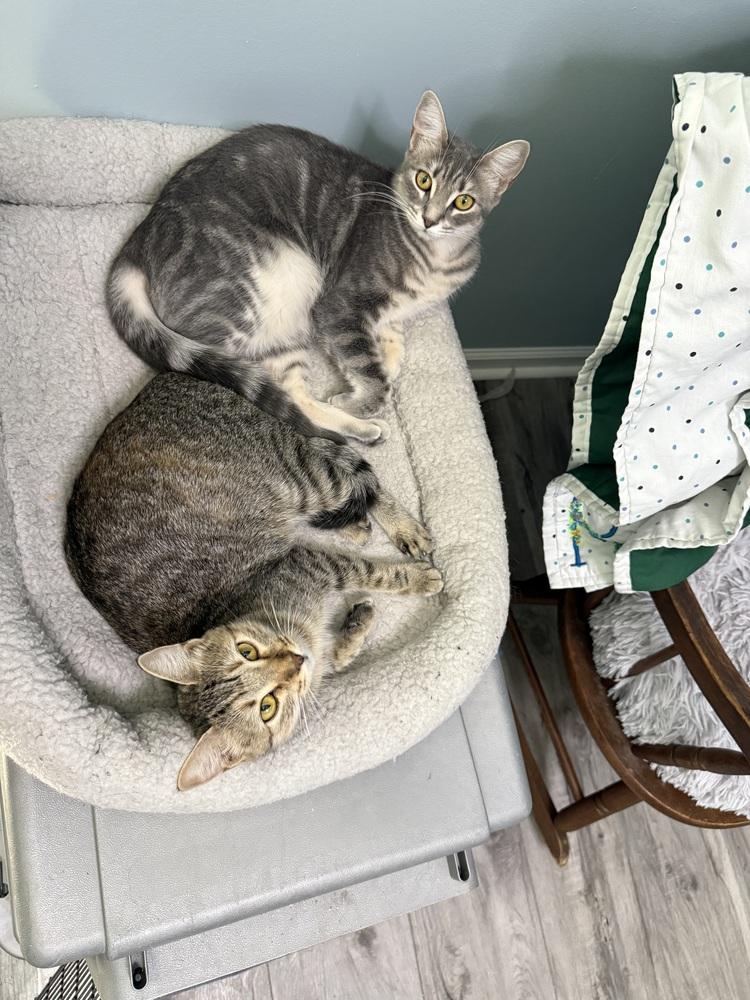 Venus, a Adoptable Domestic Short Hair in Saint Augustine, FL image 1/6