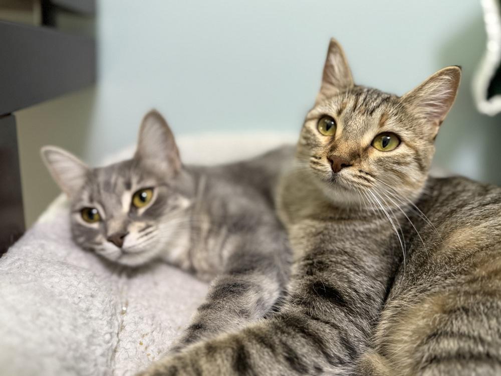 Venus, a Adoptable Domestic Short Hair in Saint Augustine, FL image 2/6