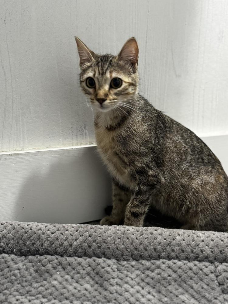 Venus, a Adoptable Domestic Short Hair in Saint Augustine, FL image 2/6