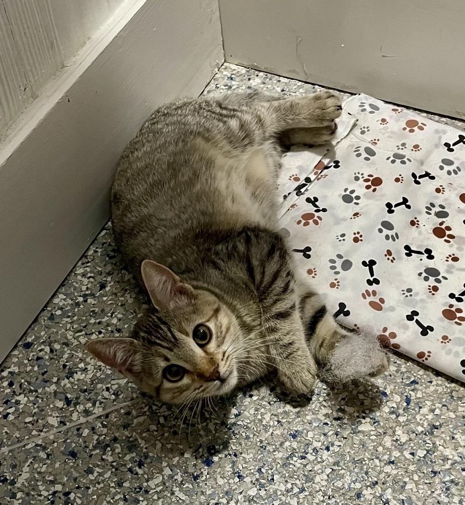 Venus, a Adoptable Domestic Short Hair in Saint Augustine, FL image 3/6