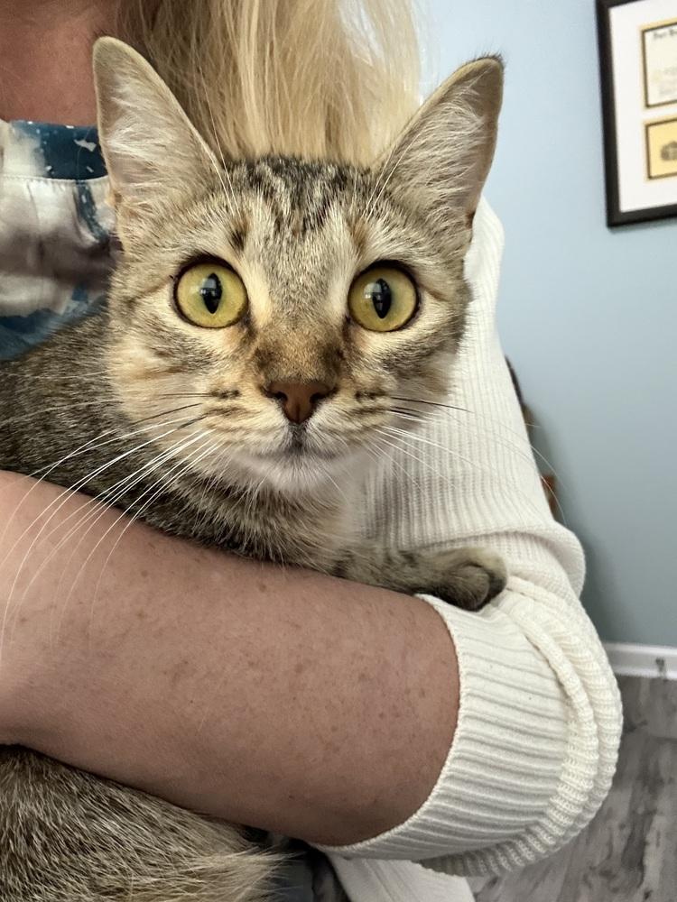 Venus, a Adoptable Domestic Short Hair in Saint Augustine, FL image 4/6