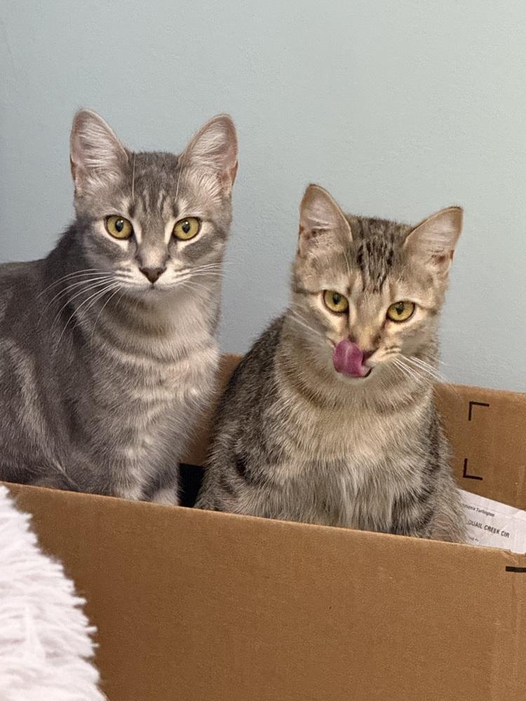 Venus, a Adoptable Domestic Short Hair in Saint Augustine, FL image 5/6