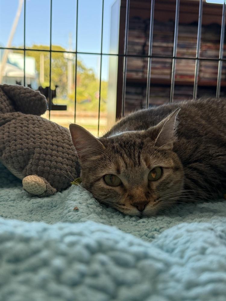 Enlarge Venus, a Adoptable Domestic Short Hair in Saint Augustine, FL image 5/6