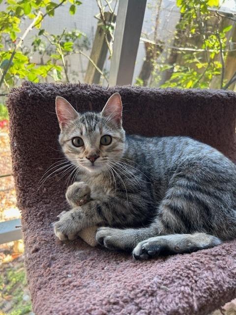 Venus, a Adoptable Domestic Short Hair in Saint Augustine, FL image 5/6
