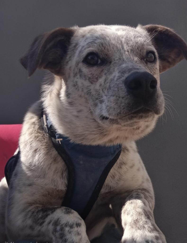 Enlarge Juniper, a Adoptable mixed breed in Fort Stockton, TX image 3/3