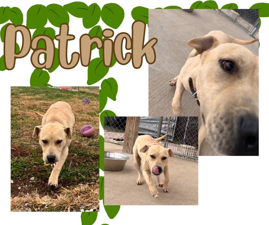 Patrick, Adoptable, Young Male Pit Bull Terrier.